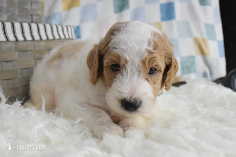 Green – Goldendoodle puppy for sale in Coleman, TX