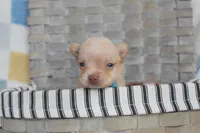 Baby blue , a male Chihuahua for sale in Coleman, TX – 5 of 5
