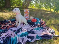 Princess, a female Goldendoodle for sale in Coleman, TX – 2 of 3