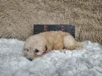 Light pink, a female Goldendoodle for sale in Coleman, TX – 4 of 7