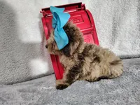 Blue-medium, a male Goldendoodle for sale in Coleman, TX – 2 of 6