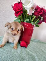 Hot cocoa , a male Chihuahua for sale in Coleman, TX – 4 of 8