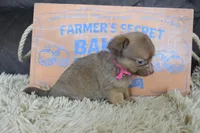 Lavender , a female Chihuahua for sale in Weatherford, TX – 5 of 6
