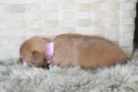 Lavender , a female Chihuahua for sale in Coleman, TX – Photo 2 of 7