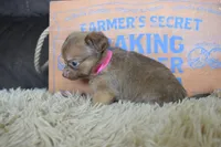 Lavender , a female Chihuahua for sale in Weatherford, TX – 3 of 6
