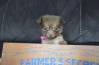 Lavender , a female Chihuahua for sale in Weatherford, TX – 6 of 6