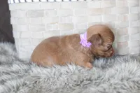 Lavender , a female Chihuahua for sale in Coleman, TX – Photo 7 of 7