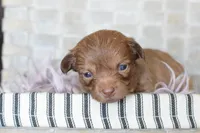 Lavender , a female Chihuahua for sale in Coleman, TX – Photo 4 of 7