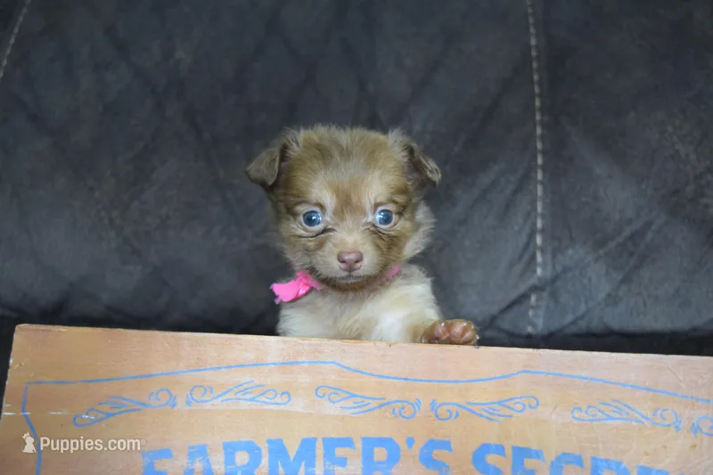 Lavender  – Chihuahua puppy for sale in Coleman, TX