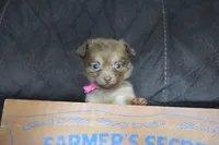 Lavender , a female Chihuahua for sale in Weatherford, TX – 1 of 6