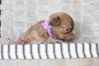 Lavender , a female Chihuahua for sale in Coleman, TX – Photo 3 of 7