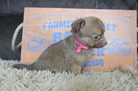 Lavender , a female Chihuahua for sale in Weatherford, TX – 4 of 6