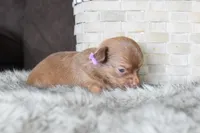 Lavender , a female Chihuahua for sale in Coleman, TX – Photo 5 of 7