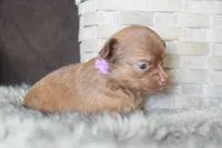 Lavender , a female Chihuahua for sale in Coleman, TX – Photo 6 of 7