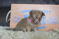 Lavender , a female Chihuahua for sale in Weatherford, TX – 2 of 6
