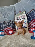 Purple, a female Chihuahua for sale in Coleman, TX – 5 of 8