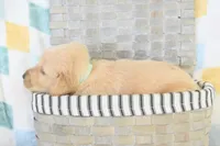 Light blue, a male Golden Retriever for sale in Coleman, TX – 2 of 3