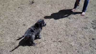 Orange -medium, a male Goldendoodle for sale in Coleman, TX – 4 of 4