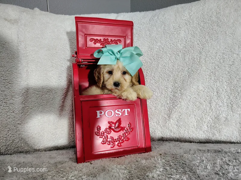 Teal-Medium – Goldendoodle puppy for sale in Coleman, TX