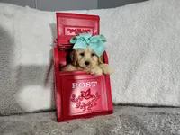 Teal-Medium, a male Goldendoodle for sale in Coleman, TX – 1 of 4