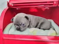 Pearl, a female French Bulldog for sale in Coleman, TX – 3 of 4