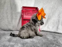 Orange -medium, a male Goldendoodle for sale in Coleman, TX – 4 of 8