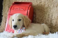 Peach, a female Golden Retriever for sale in Coleman, TX – 10 of 10