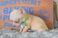 Baby blue , a male Chihuahua for sale in Coleman, TX – 5 of 5