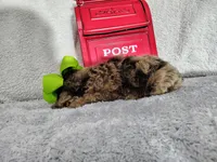 Green-medium, a male Goldendoodle for sale in Coleman, TX – 6 of 6