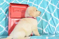 Maroon, a female Golden Retriever for sale in Coleman, TX – 5 of 5