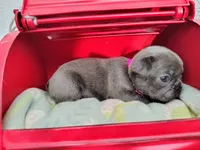 Pearl, a female French Bulldog for sale in Coleman, TX – 2 of 4