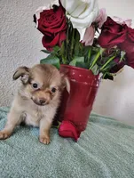 Hot cocoa , a male Chihuahua for sale in Coleman, TX – 6 of 8