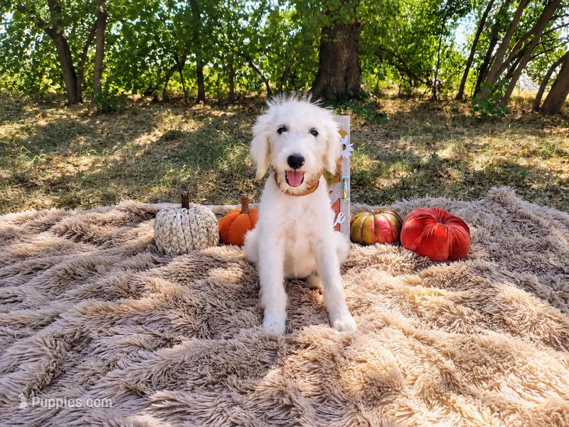 Purple-Standard – Goldendoodle puppy for sale in Coleman, TX