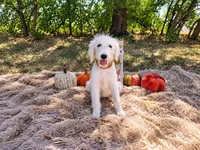Purple-Standard, a female Goldendoodle for sale in Coleman, TX – 1 of 3