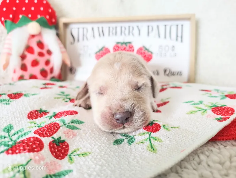 Brown – Golden Retriever puppy for sale in Coleman, TX
