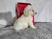 Baby blue-medium , a male Goldendoodle for sale in Coleman, TX – 2 of 6