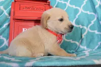 Orange, a female Golden Retriever for sale in Coleman, TX – 3 of 6
