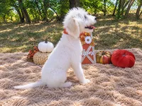 Light pink-medium, a female Goldendoodle for sale in Coleman, TX – 2 of 3