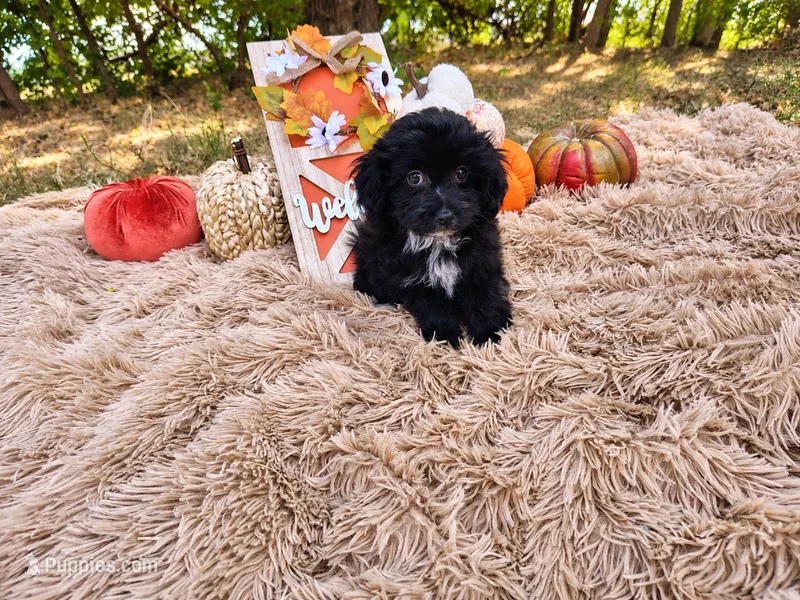 Lavender  – Havapoo puppy for sale in Coleman, TX