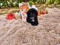 Lavender , a female Havapoo for sale in Coleman, TX – 1 of 3