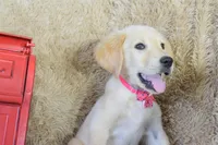 Maroon, a female Golden Retriever for sale in Coleman, TX – 10 of 10