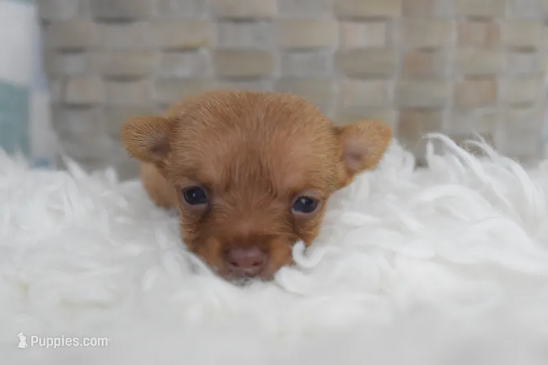 Pink – Chihuahua puppy for sale in Coleman, TX