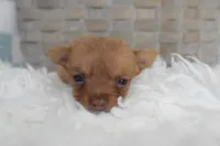 Pink, a male Chihuahua for sale in Coleman, TX – 1 of 4
