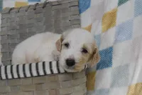 Baby blue, a male Goldendoodle for sale in Coleman, TX – 4 of 5