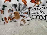 Black , a male Cavalier King Charles Spaniel for sale in Coleman, TX – 3 of 4