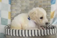 Blue, a male Goldendoodle for sale in Coleman, TX – 6 of 7
