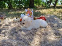 Magenta -medium , a male Goldendoodle for sale in Coleman, TX – 3 of 4