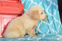 Orange, a male Golden Retriever for sale in Coleman, TX – 4 of 4