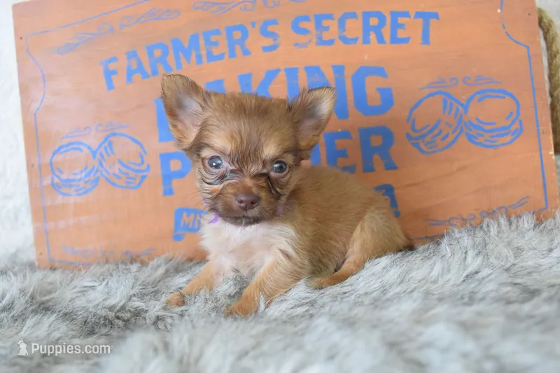 Lilac – Chihuahua puppy for sale in Coleman, TX