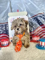 McLaren, a male Maltipoo for sale in Coleman, TX – 1 of 6